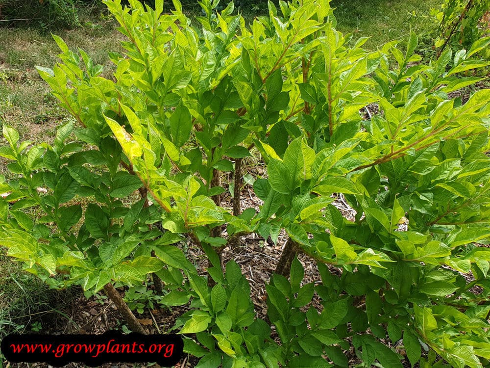 Amorphophallus konjac plant
