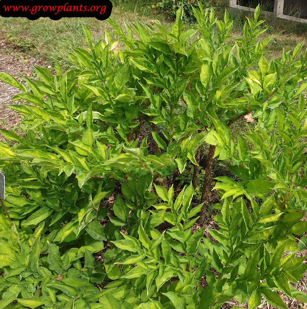 Amorphophallus konjac plant care