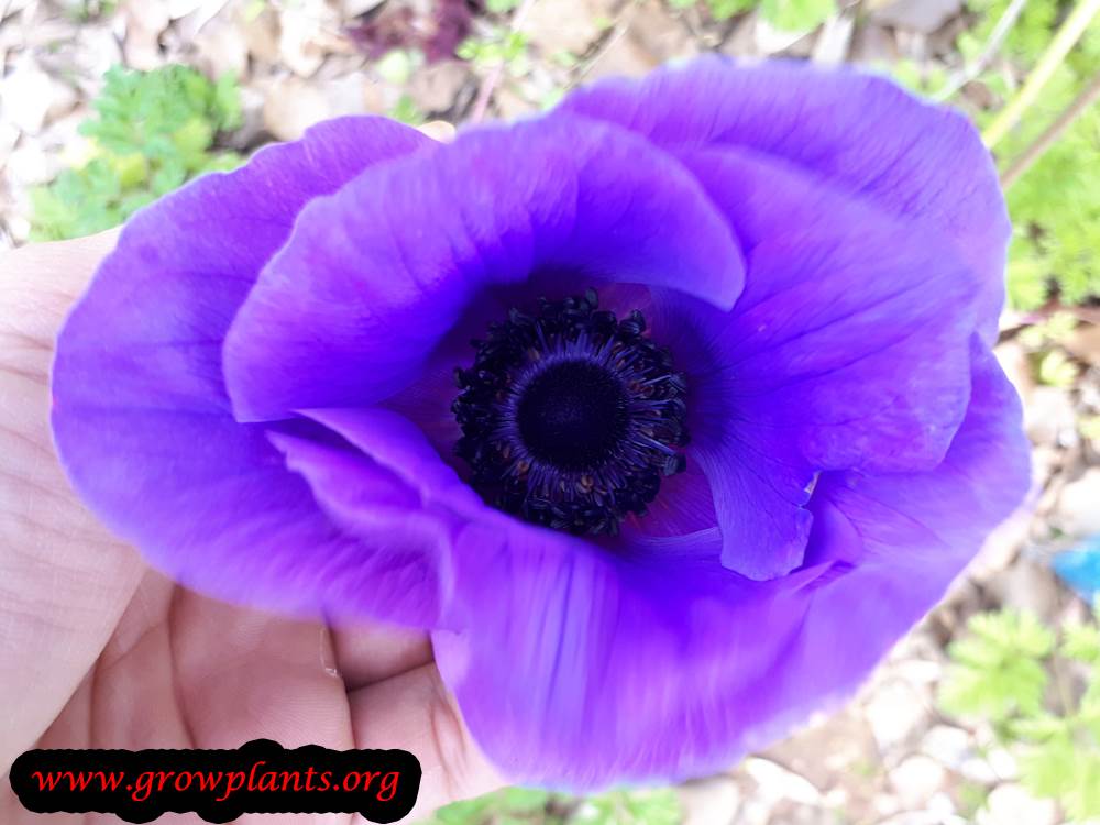 Poppy anemone purple flower
