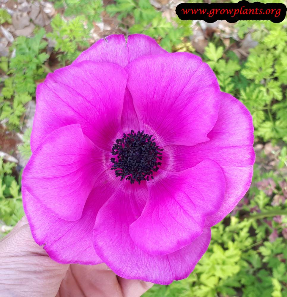 Anemone coronaria purple flower