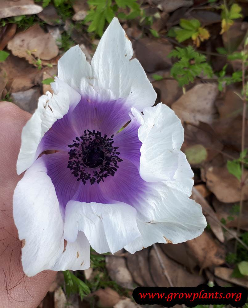 Anemone coronaria purple white flower