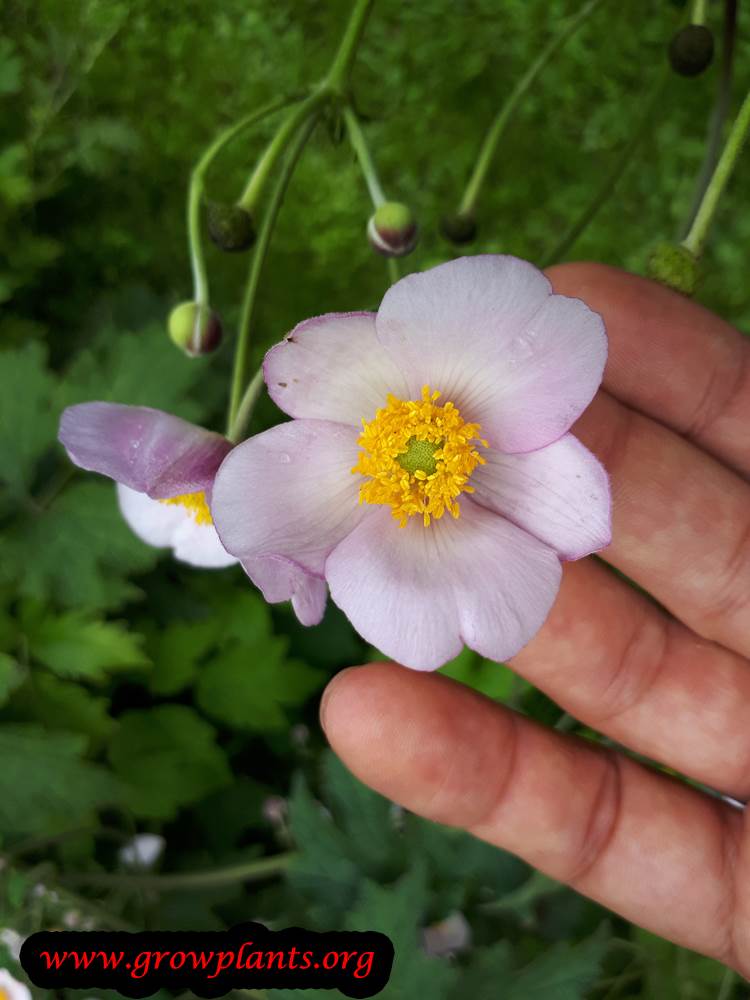 Anemone hybrida flower