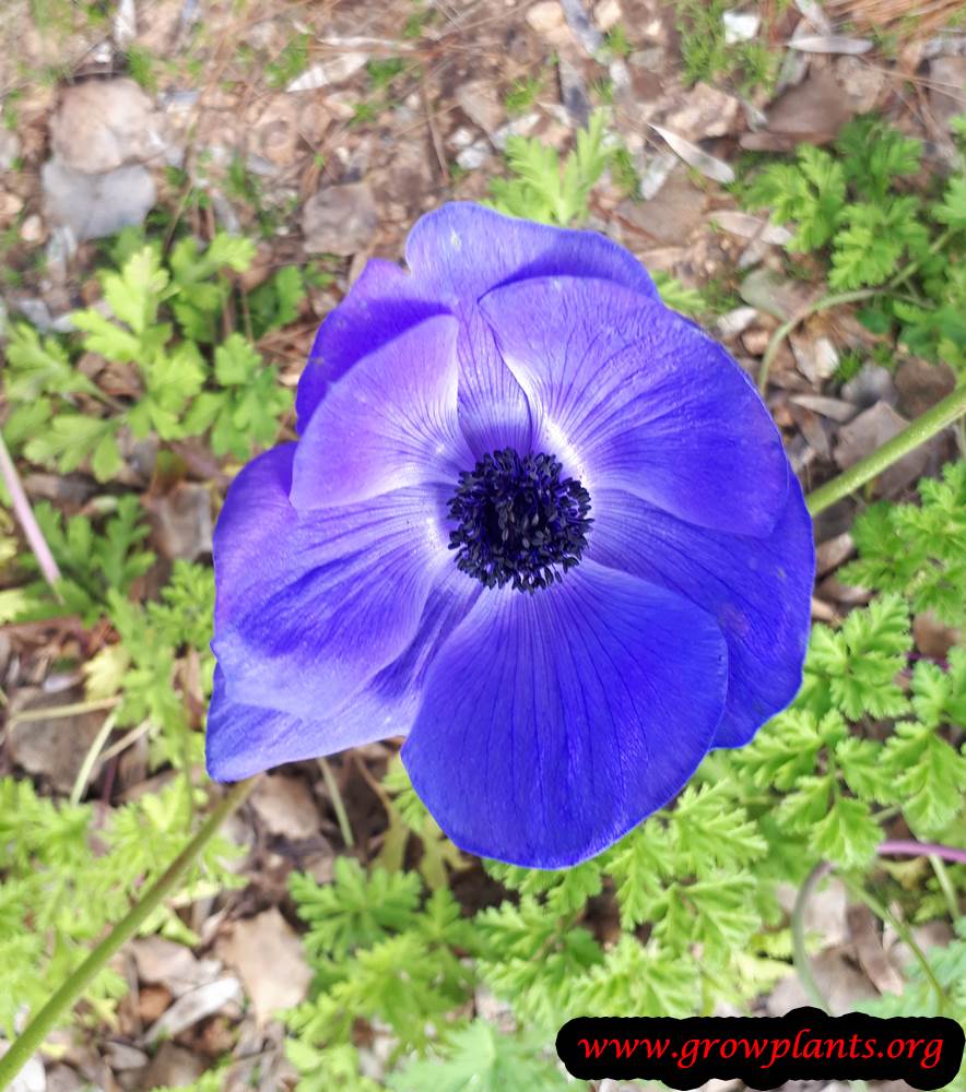 Anemone plant blue flower