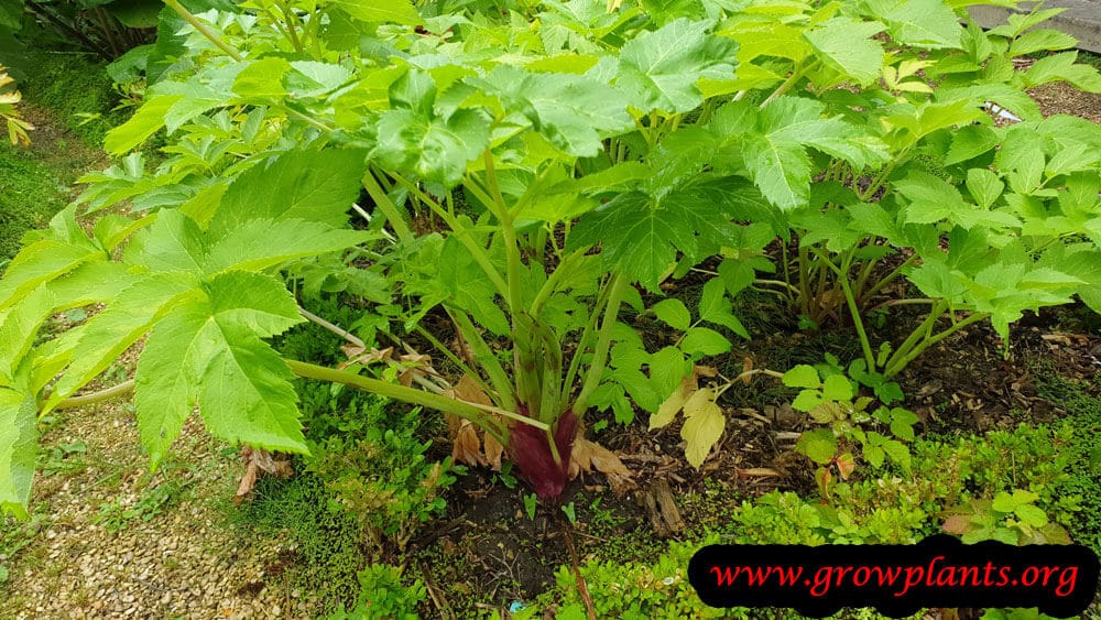 Angelica archangelica plant care