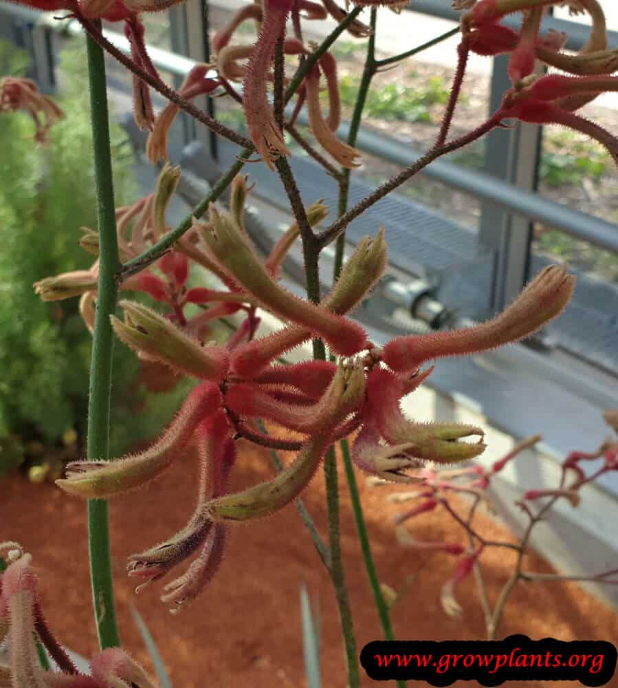 Anigozanthos flavidus plant care