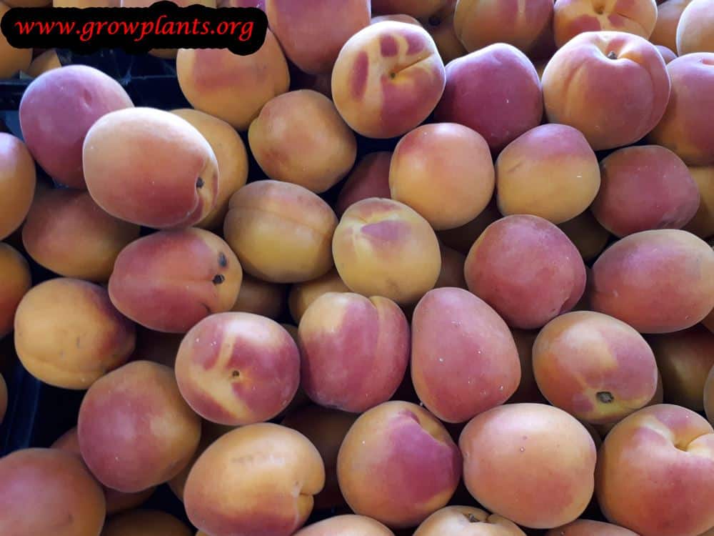 Harvest Apricot fruits