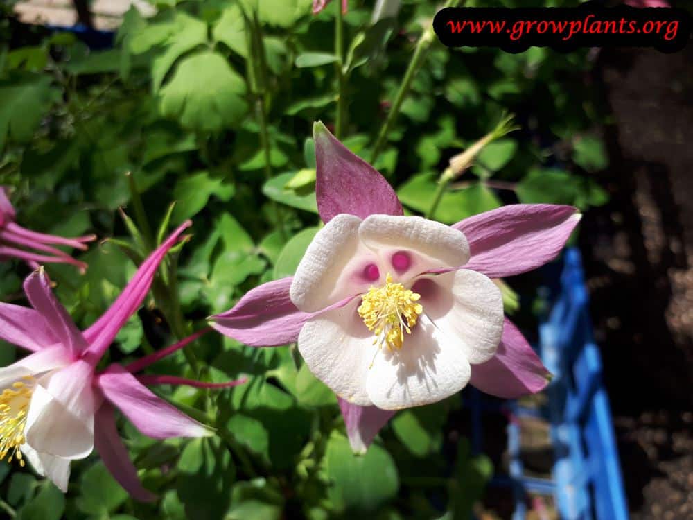 Aquilegia caerulea purple white flower