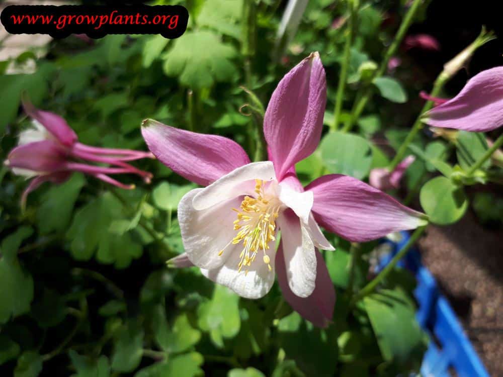 Aquilegia caerulea flower