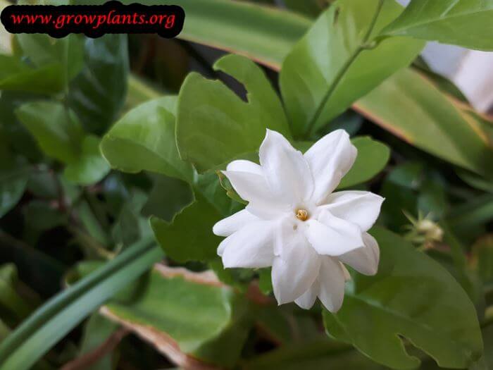 Arabian jasmine plant care