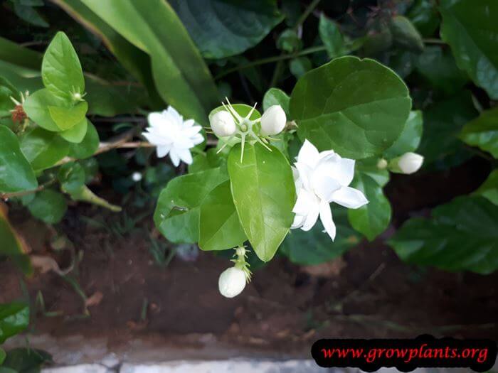 Growing Arabian jasmine