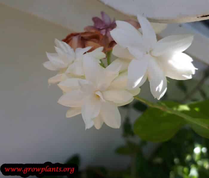 Arabian jasmine flowers