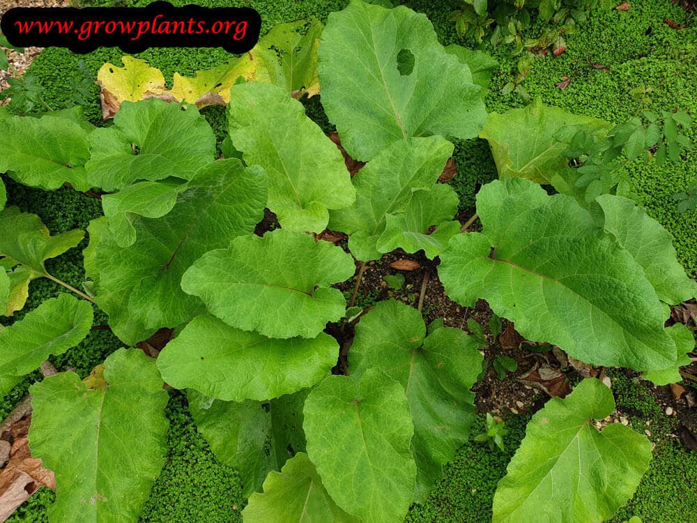 Arctium lappa plant care