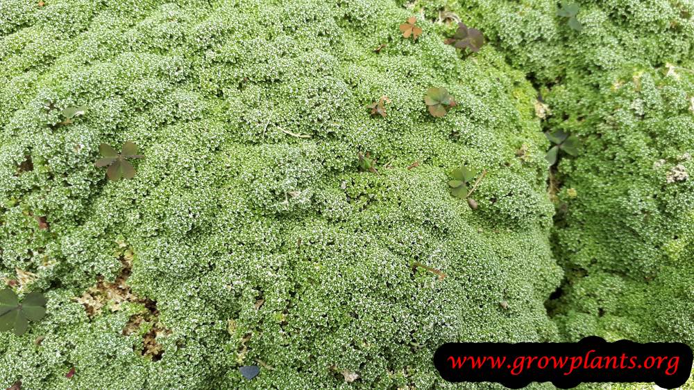 Arenaria alfacarensis ground cover