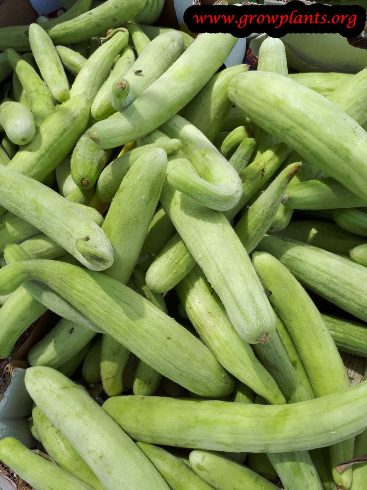 Armenian cucumber