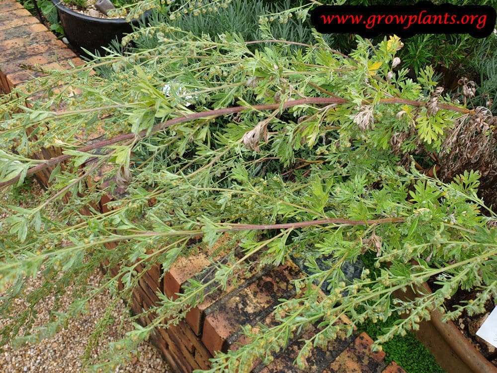 Artemisia absinthium care
