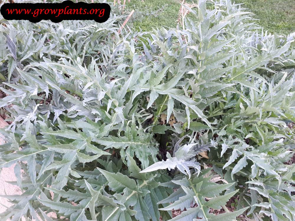 Growing Artichoke plant
