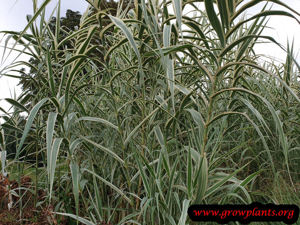 Arundo donax versicolor plant