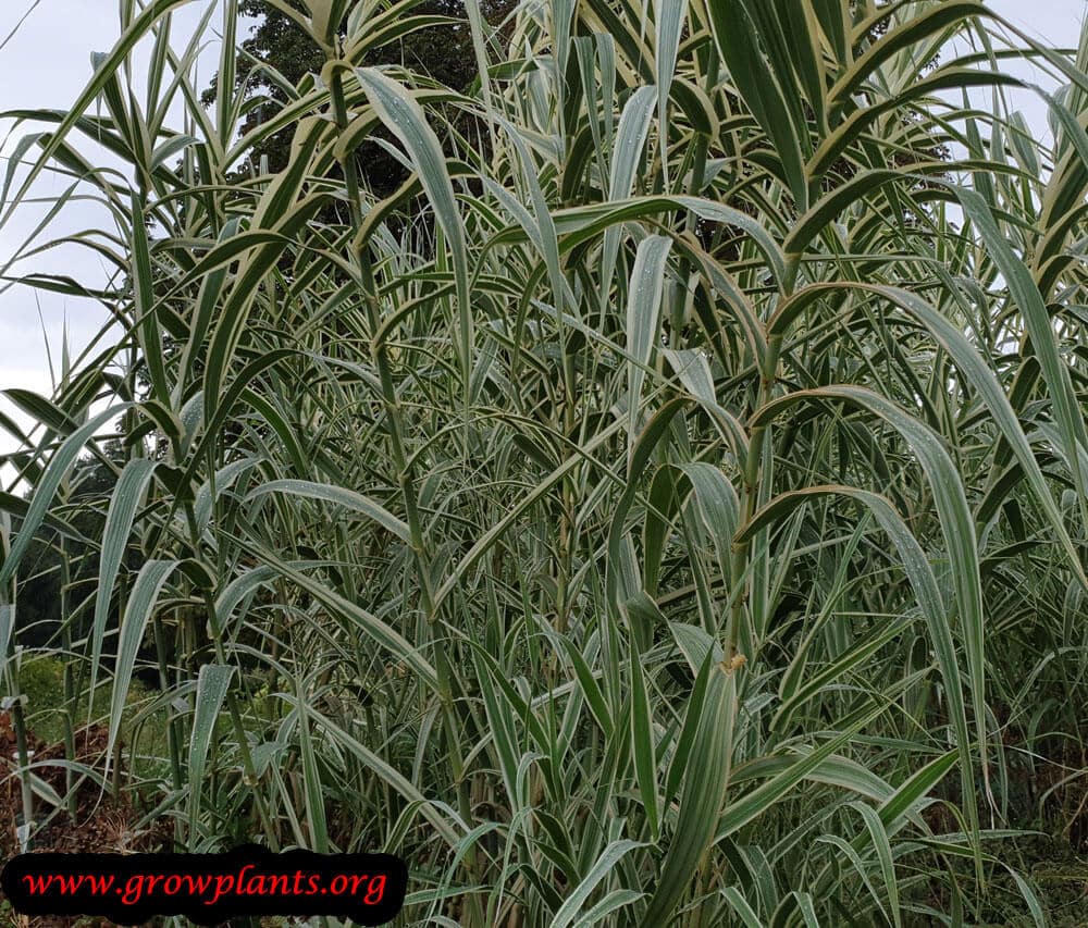 Arundo donax versicolor plant grow and care