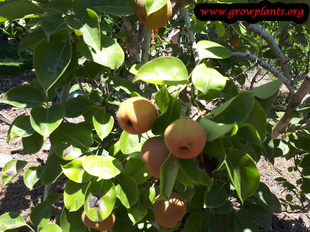 Growing Asian pear