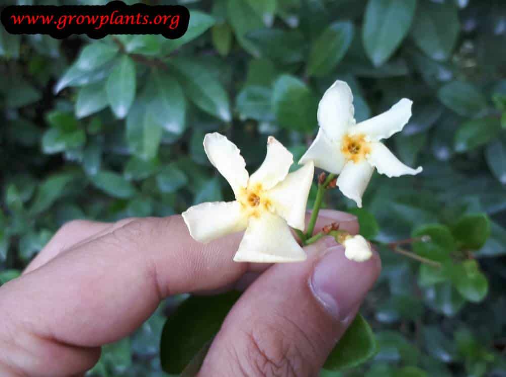 Asiatic jasmine flowers
