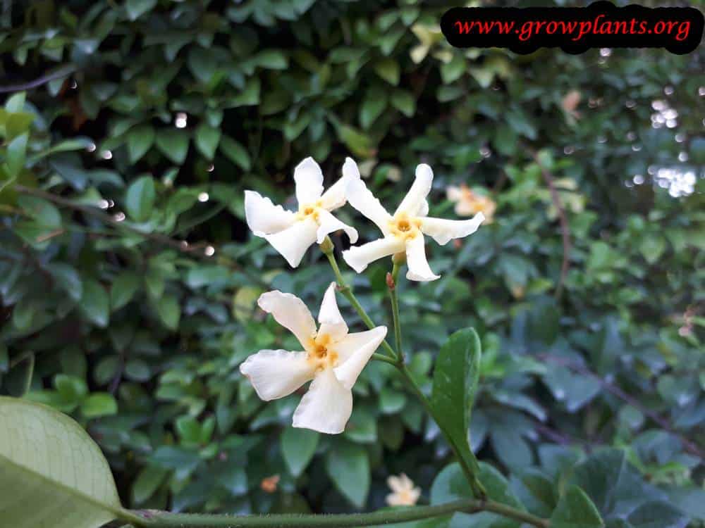 Growing Asiatic jasmine flowers