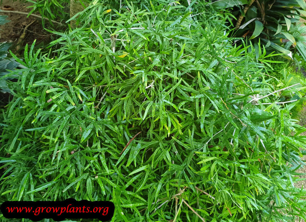 Asparagus falcatus plant care