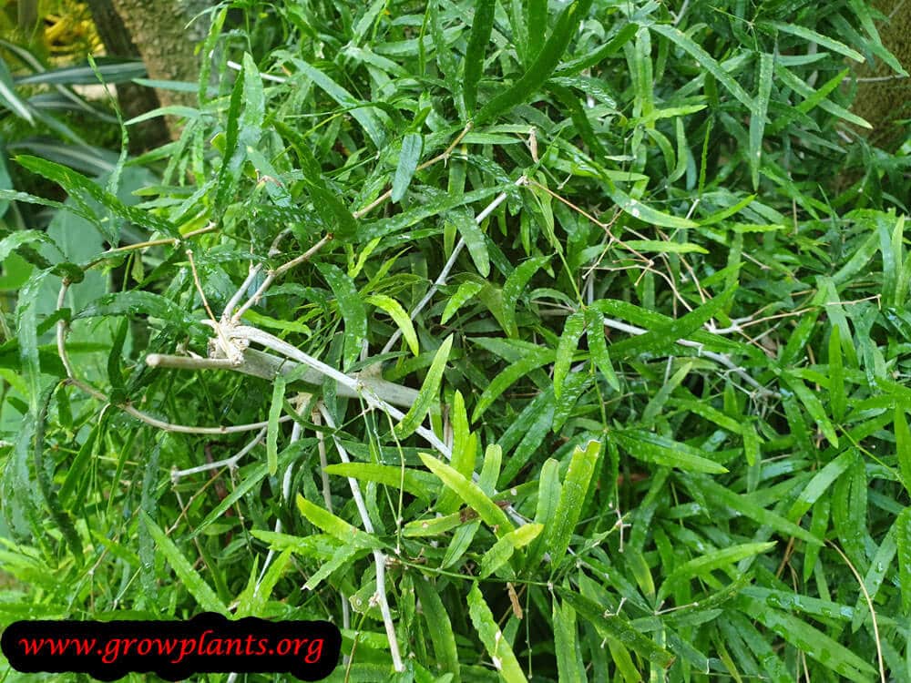 Asparagus falcatus plant