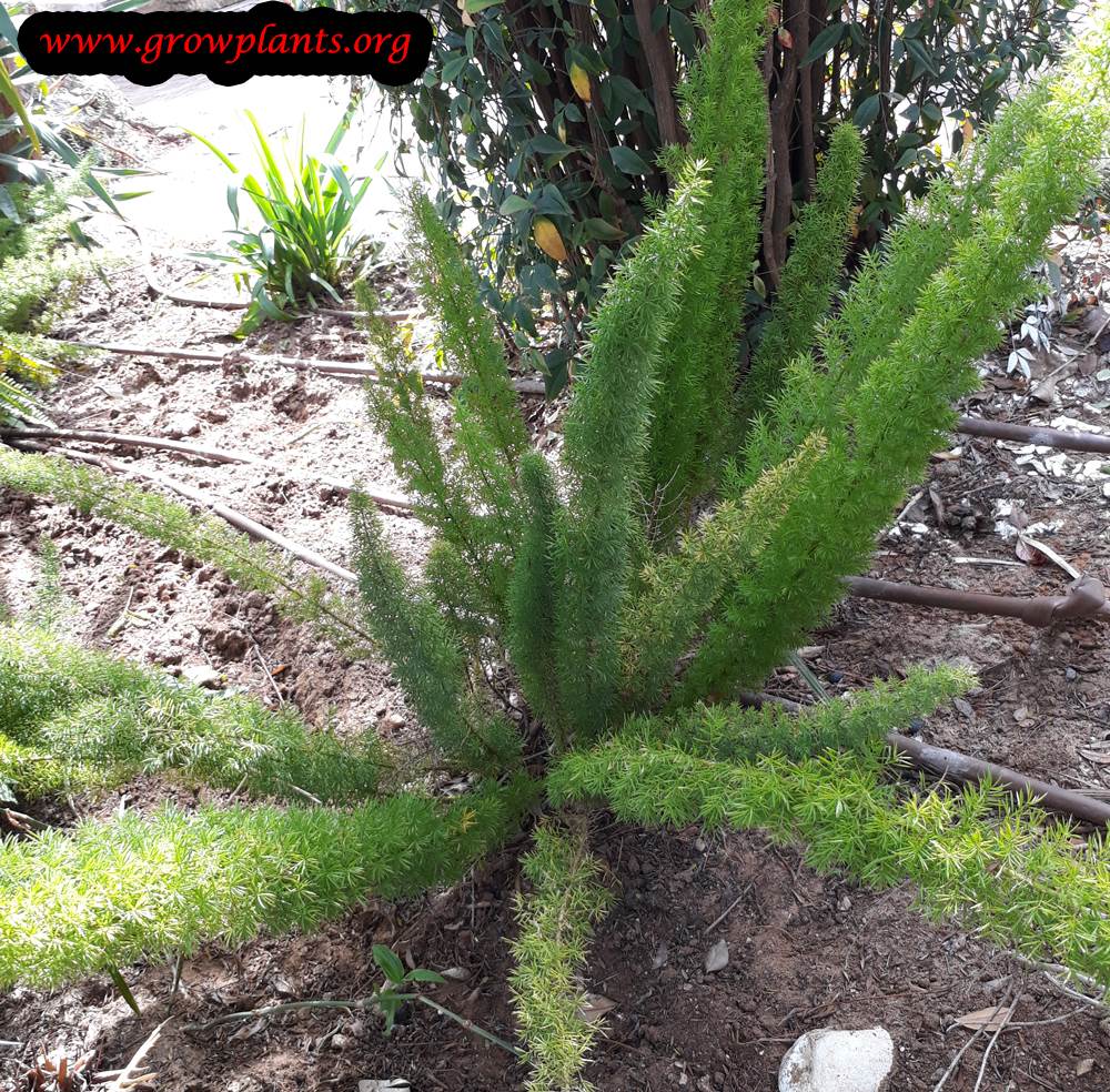 Asparagus fern plant care