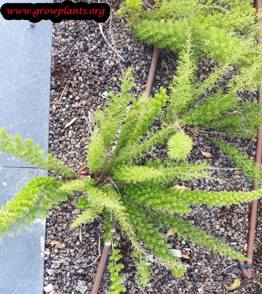 Growing Asparagus fern plant