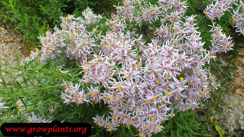 Aster ageratoides plant