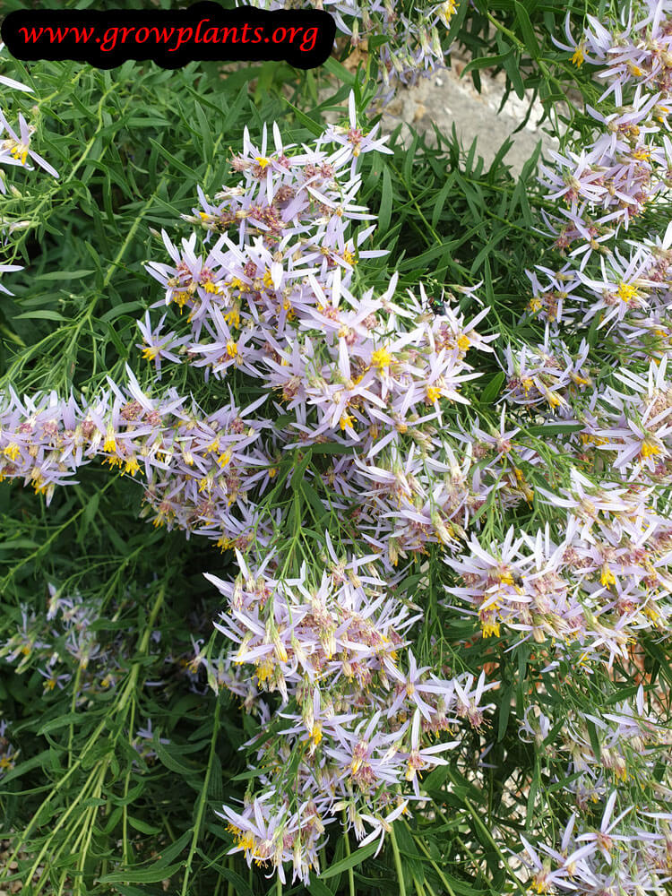 Aster ageratoides plant care