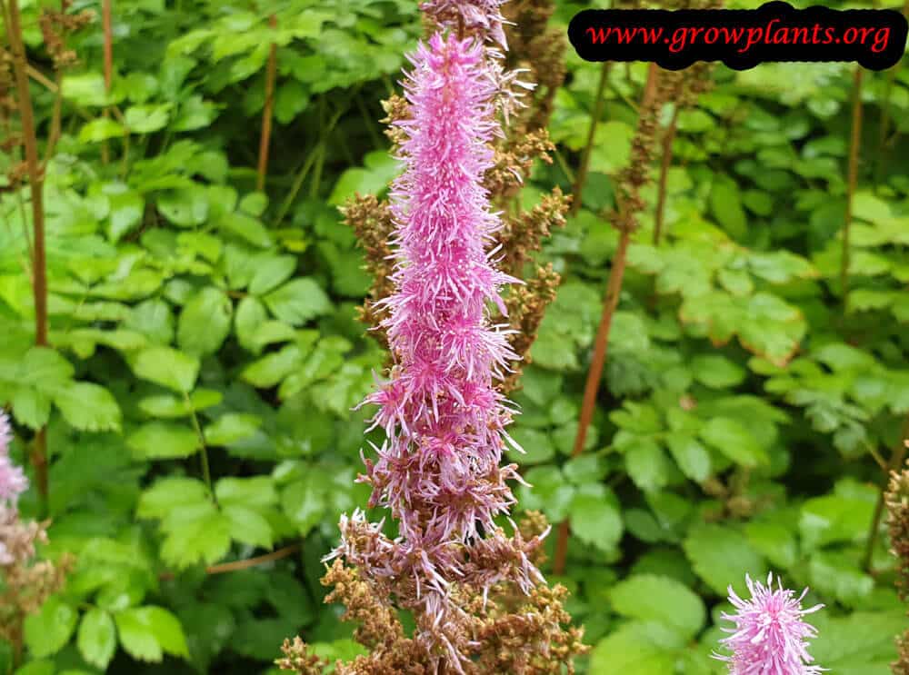 Growing Astilbe plant