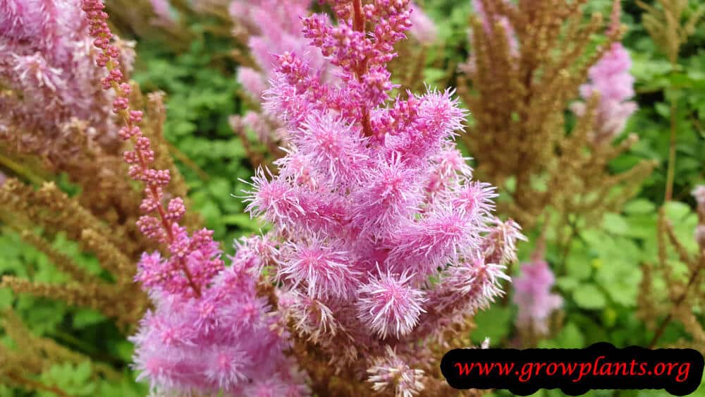 Astilbe arendsii blooming information