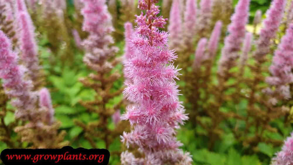 Astilbe chinensis blooming information