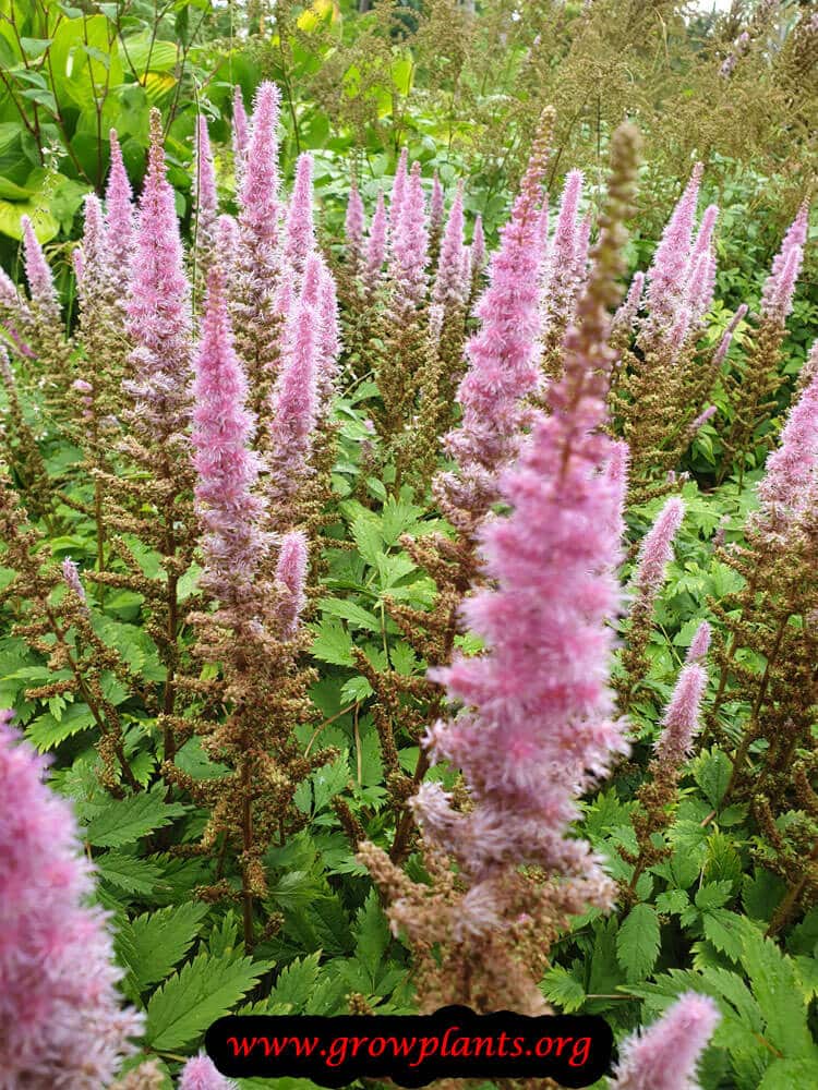 Astilbe chinensis blooming