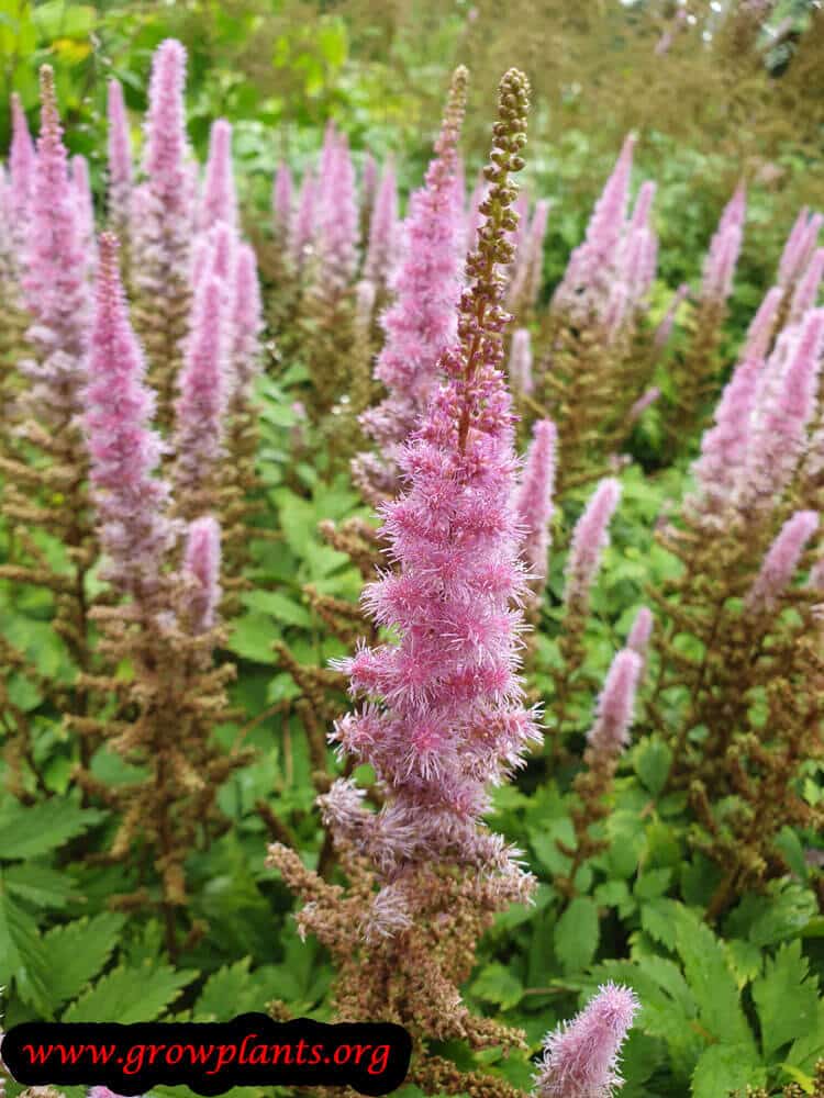 Astilbe chinensis plant care