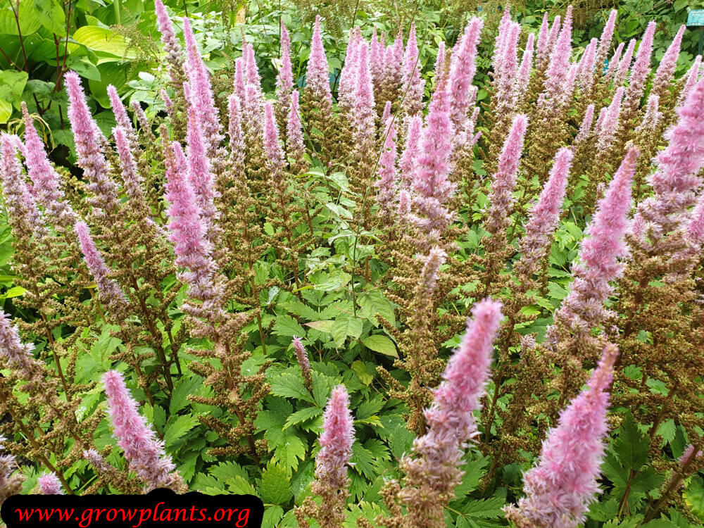 Growing Astilbe chinensis plant