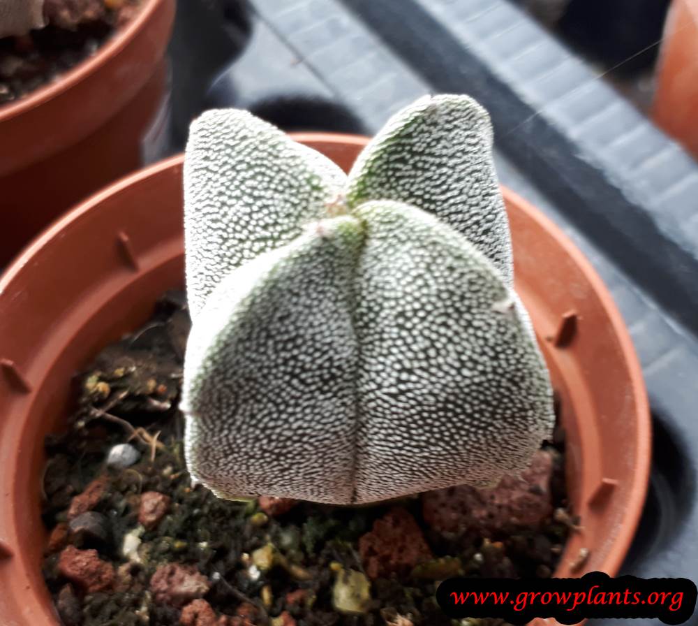 Astrophytum myriostigma Cactus