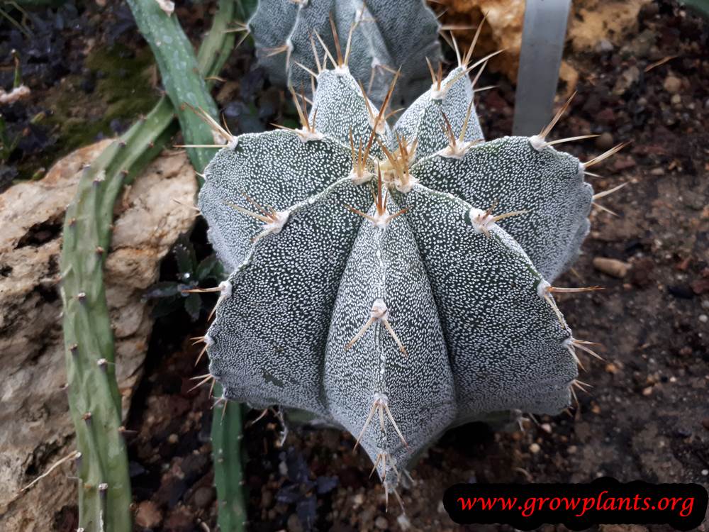 Astrophytum ornatum cactus