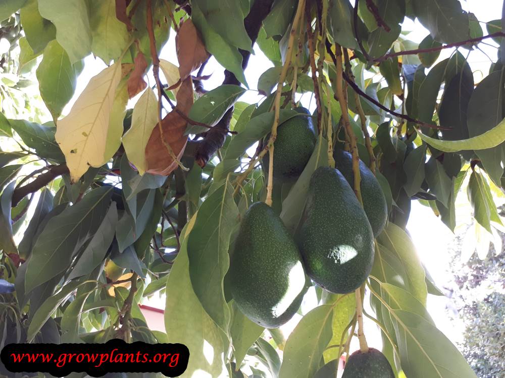 Avocado tree fruits