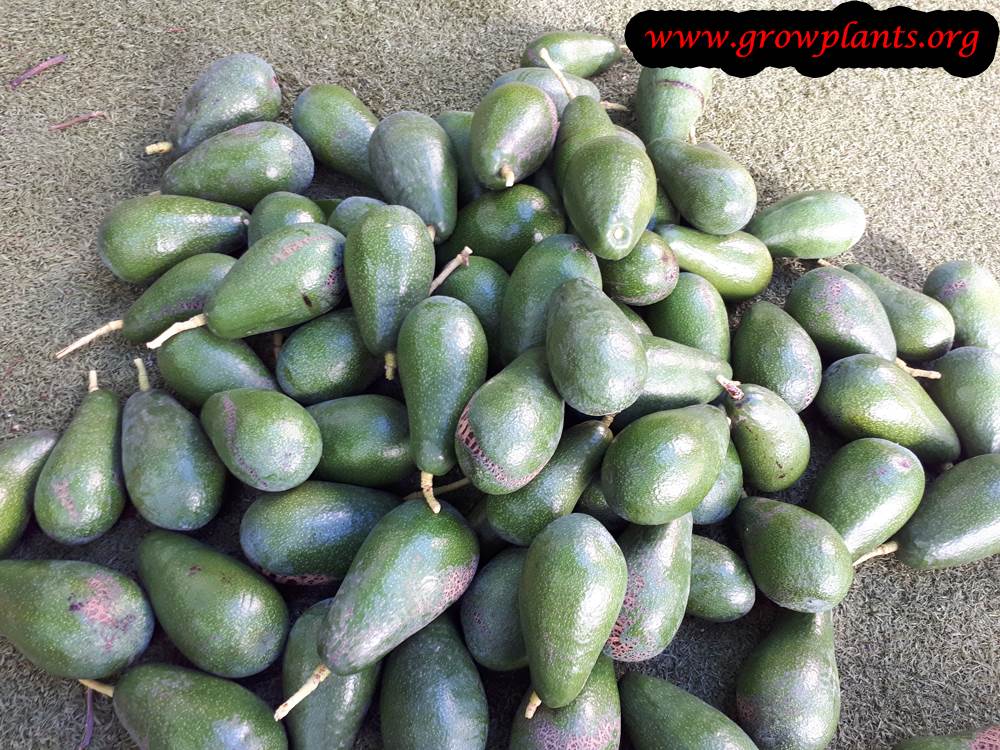 Avocado tree harvest