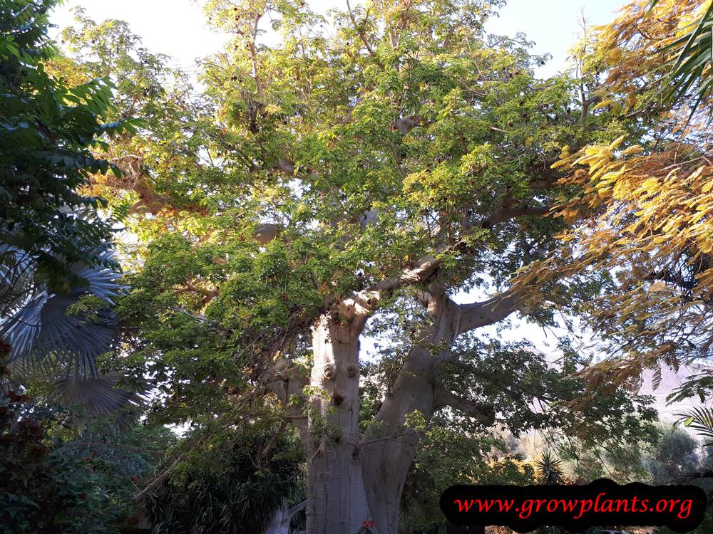 Baobab tree grow and care