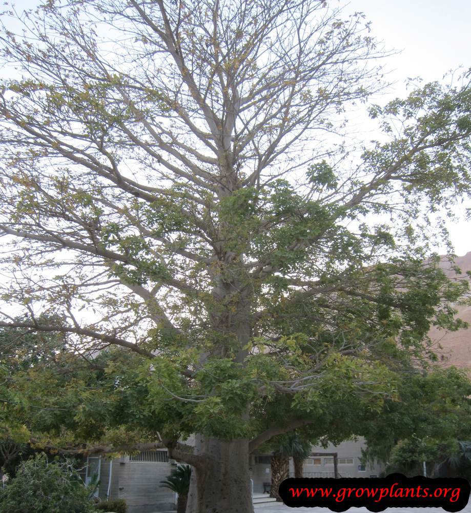 Baobab shade tree