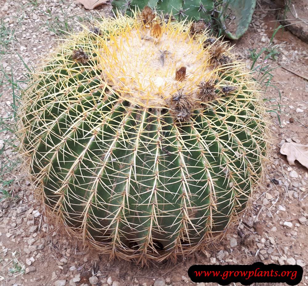 Growing Barrel cactus