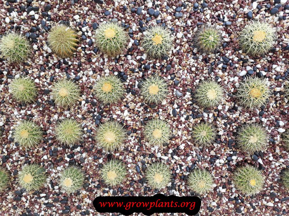 Echinocactus grusonii planting on wall