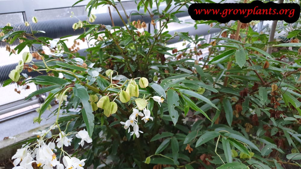 Begonia echinosepala