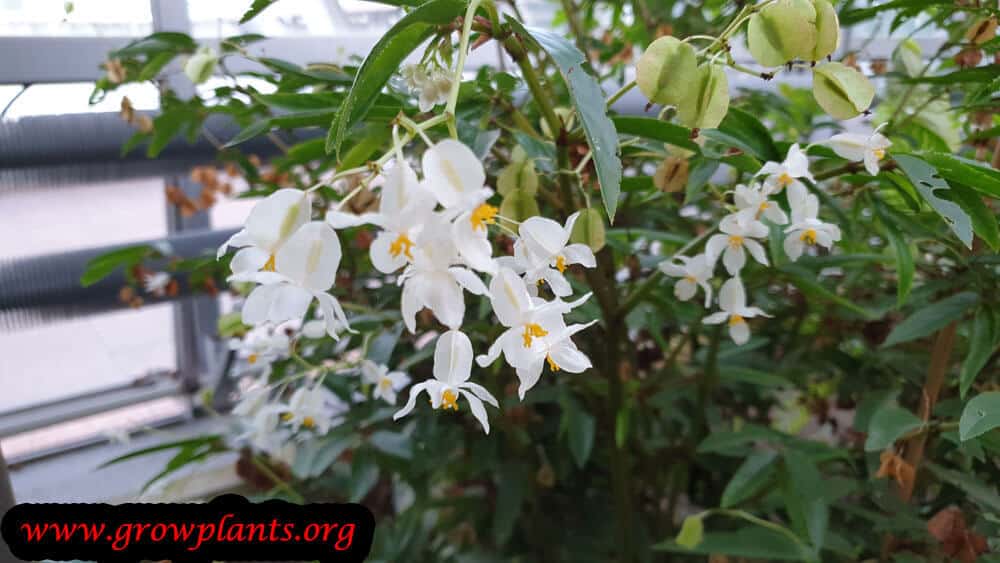 Begonia echinosepala plant care