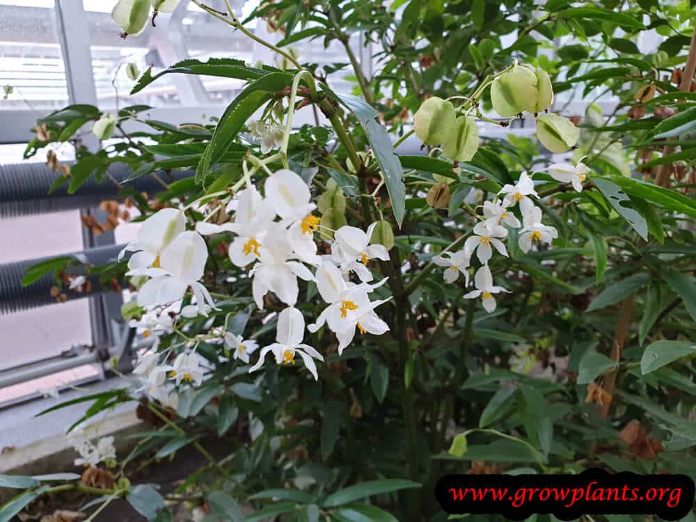 Begonia echinosepala plant