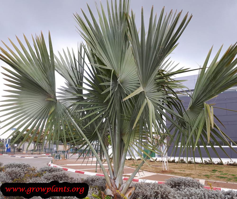Growing Bismarck palm
