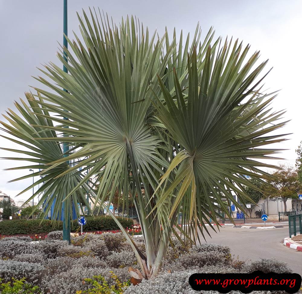 Bismarck palm plant care